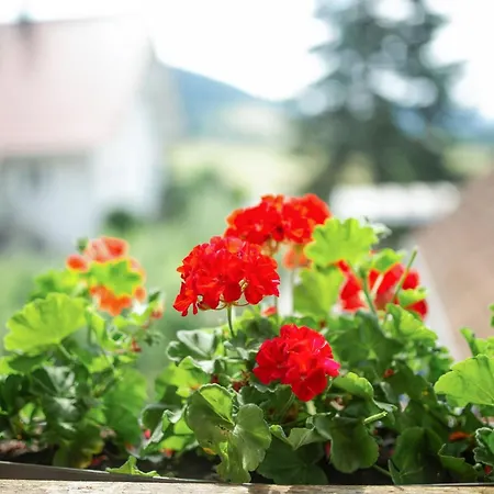 Apartment Seminarhaus & Zell Am Harmersbach